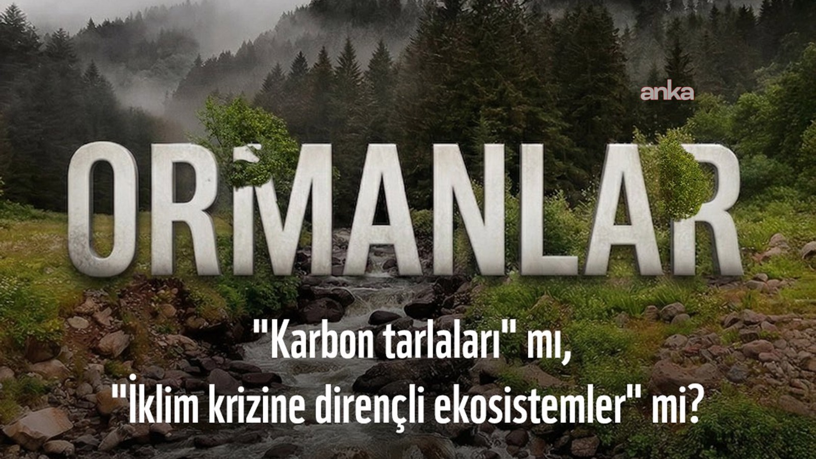 Doğal Hayatı Koruma Vakfı: İklim politikaları, kısa vadeli karbon kazanımları yerine uzun vadeli ekosistem bütünlüğünü gözetmeli