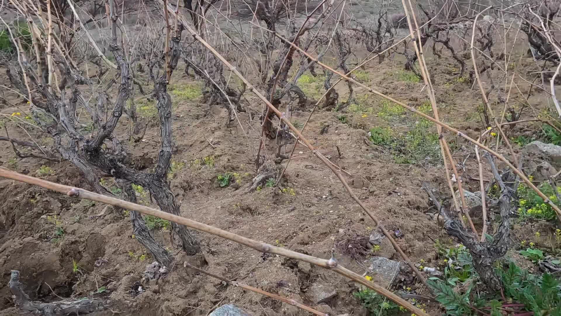 CHP'li İl Belediye Başkanları Toplantısı 21-22-23 Mayıs'ta Giresun'da yapılacak