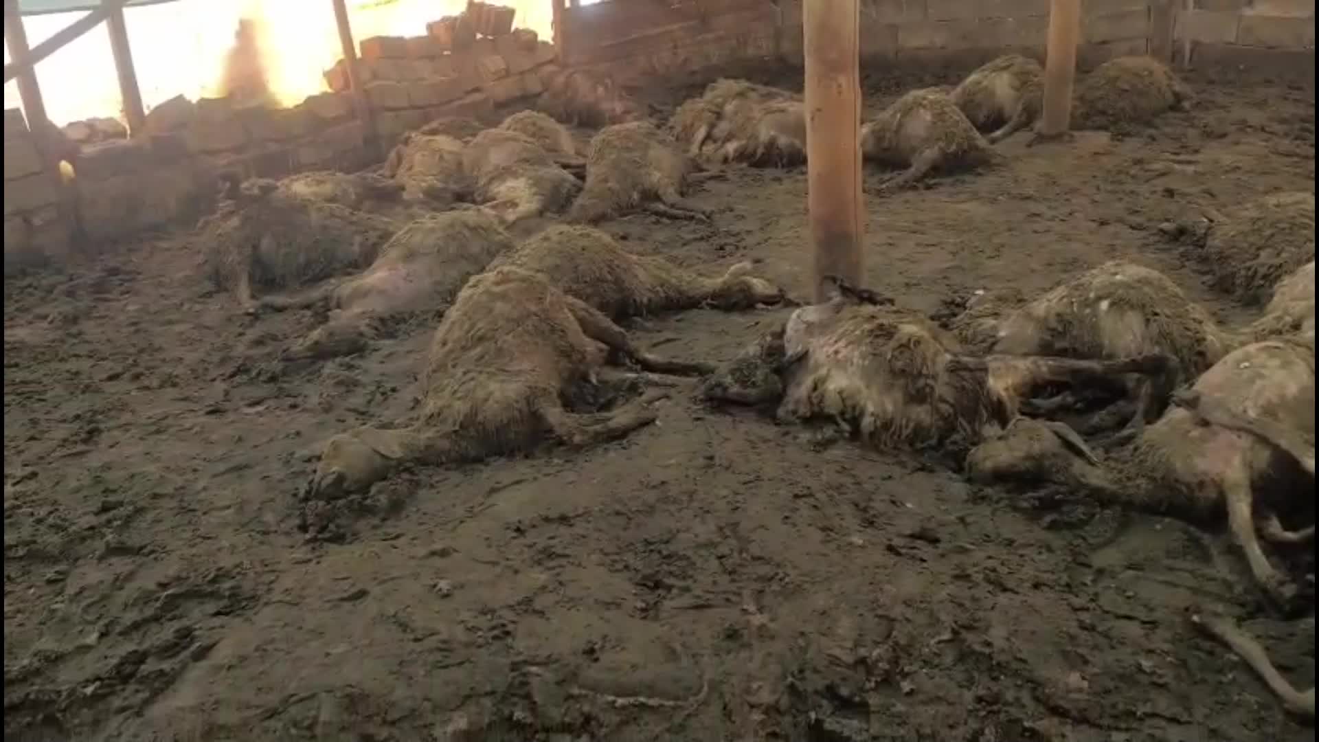 Kurdun girdiği ağıldaki 40 koyun öldü, 25 koyun yaralandı: Üretici destek bekliyor