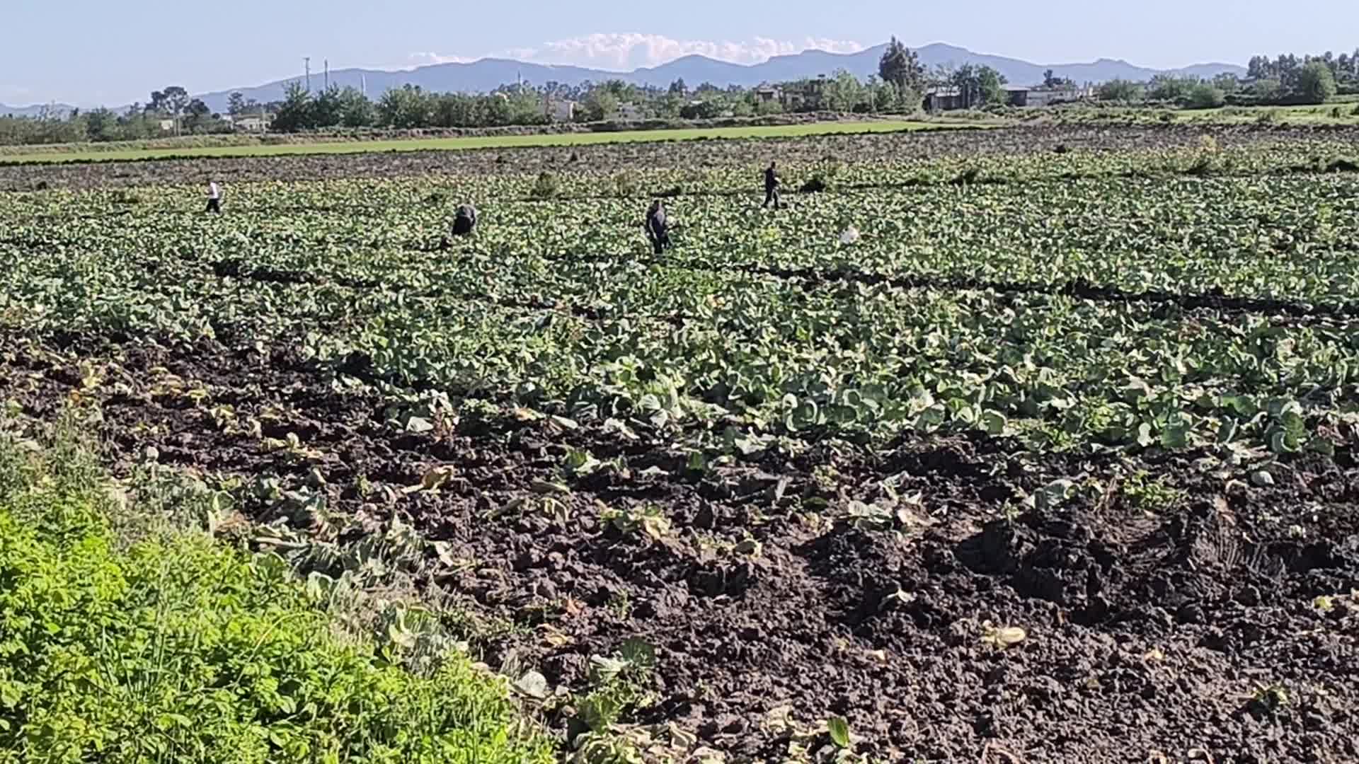 Kadirli'de lahana tarlasında kalan ürünleri toplayan yurttaş: "Demek ki adam zarar etmiş, böyle bırakmış gitmiş"
