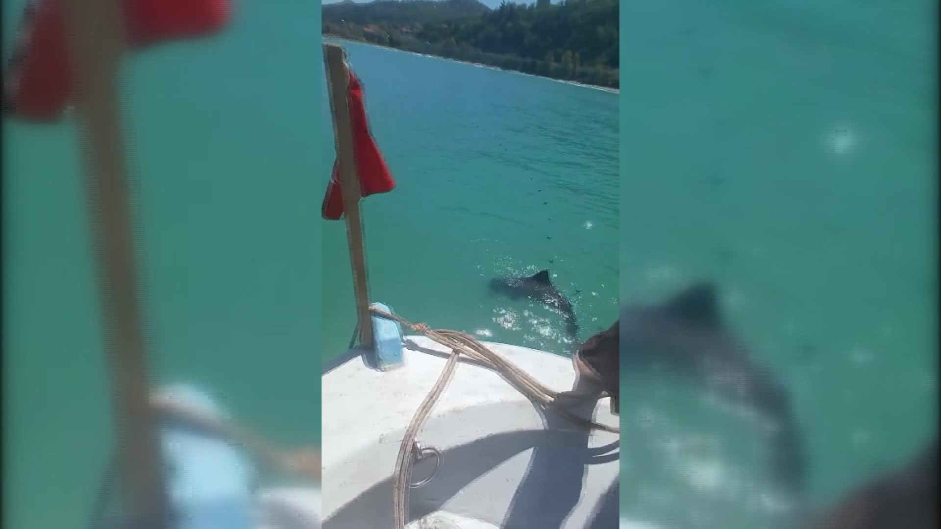 Sinop'ta balıkçı ağına yunus yavrusu takıldı