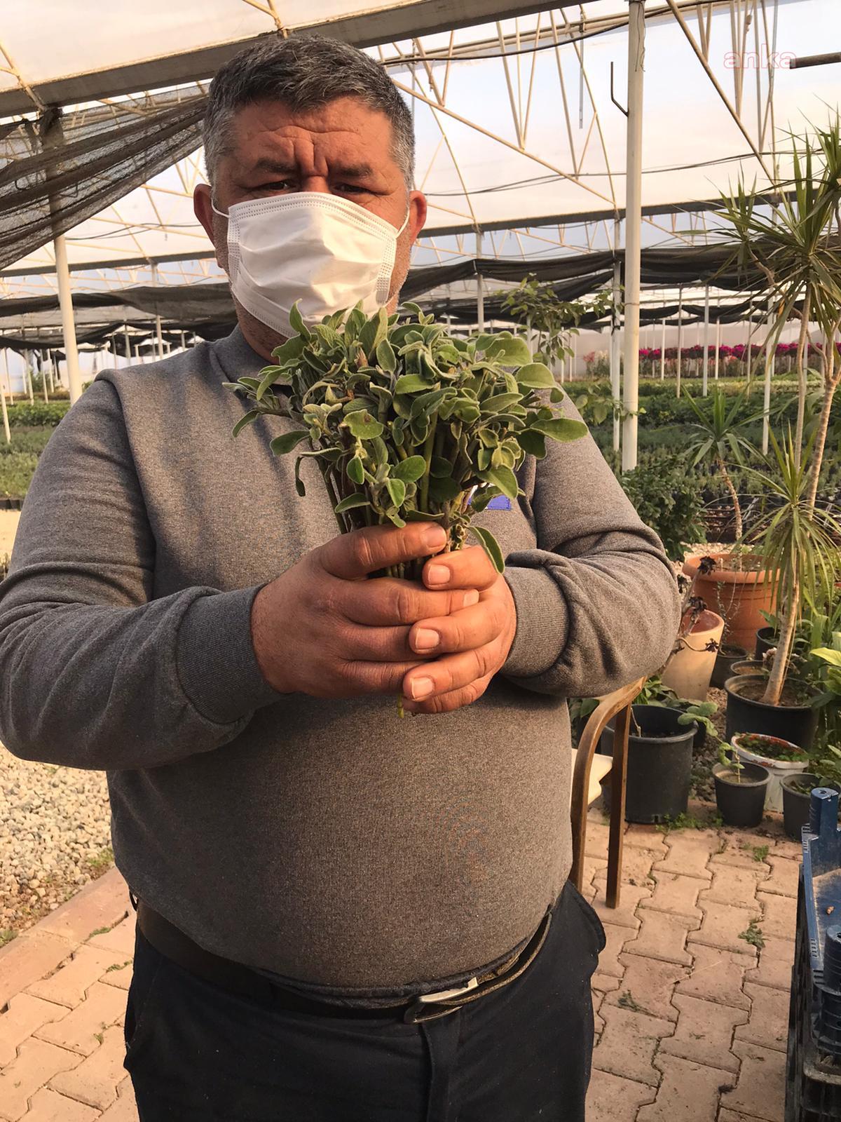 ANTALYA BÜYÜKŞEHİR, ÇİFTÇİ İÇİN ADAÇAYI FİDESİ ÜRETİYOR