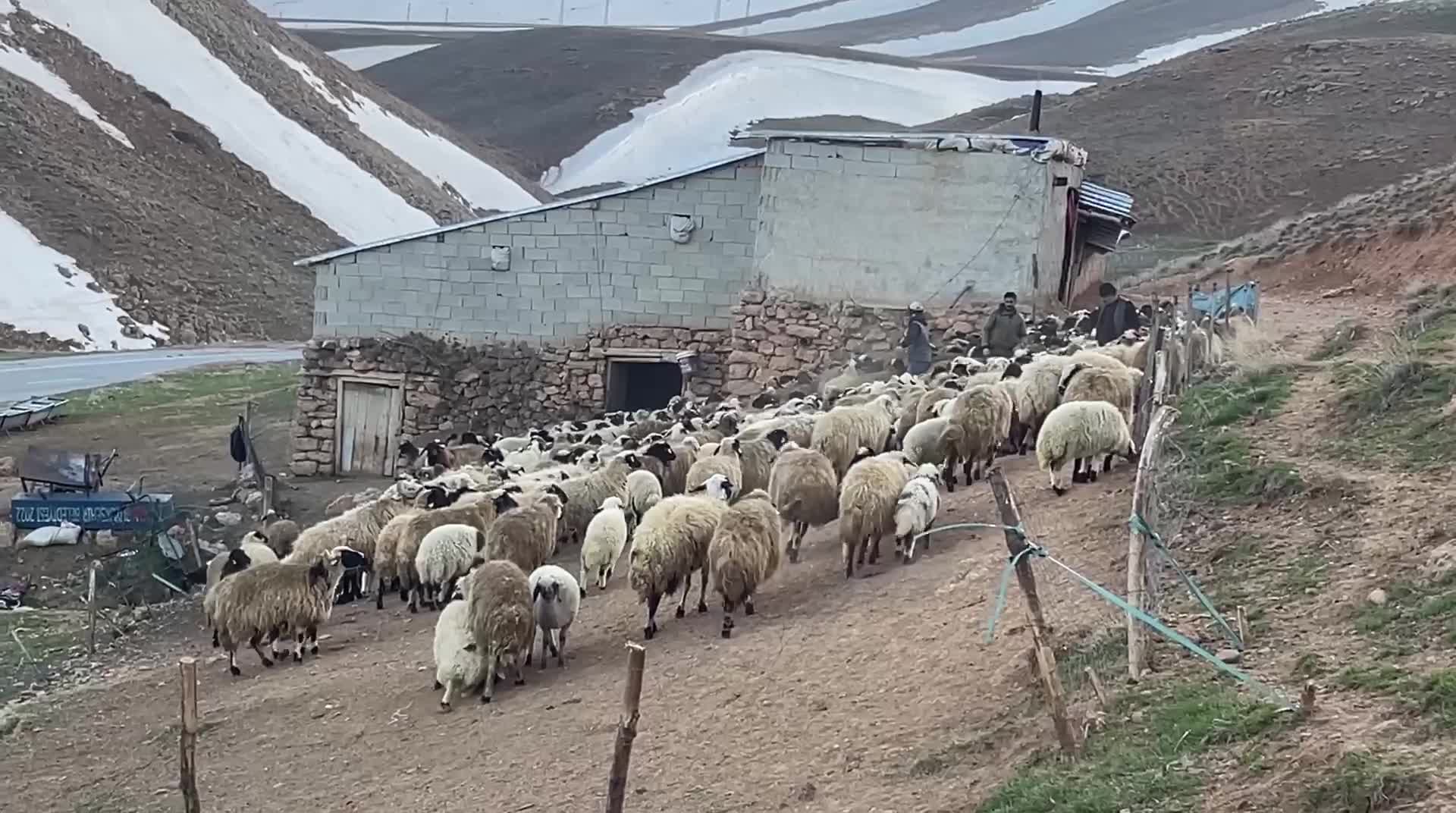 Vanlı besiciler zor günler geçiriyor: "Eskiden kurbanlığın sohbeti vardı, şimdi o da yok. Kimse sormuyor bile"