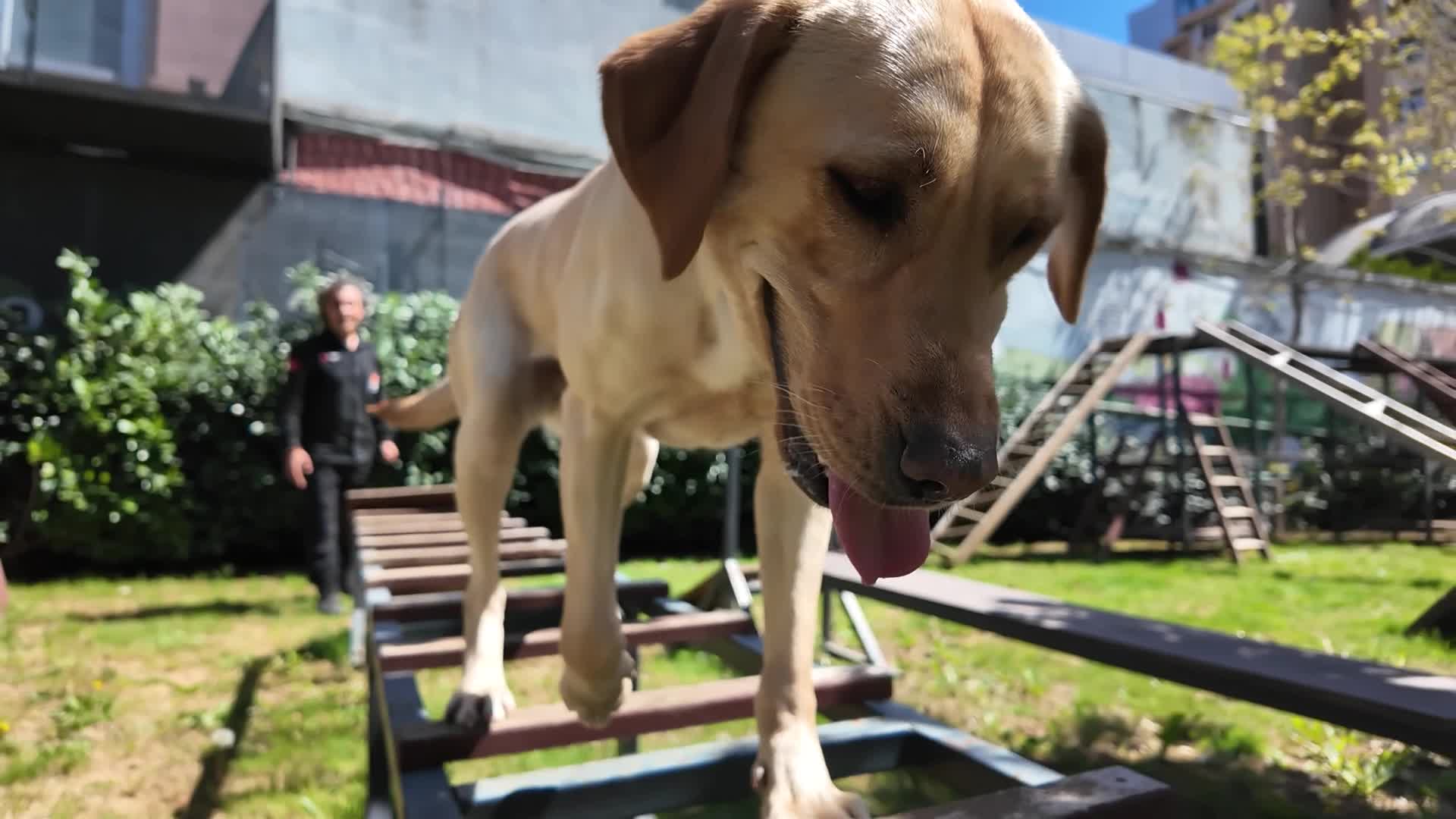 Kadıköy Belediyesi Kentsel Arama Kurtarma Takımı büyüyor… Sertifikalı arama köpeği sayısı dörde yükseldi