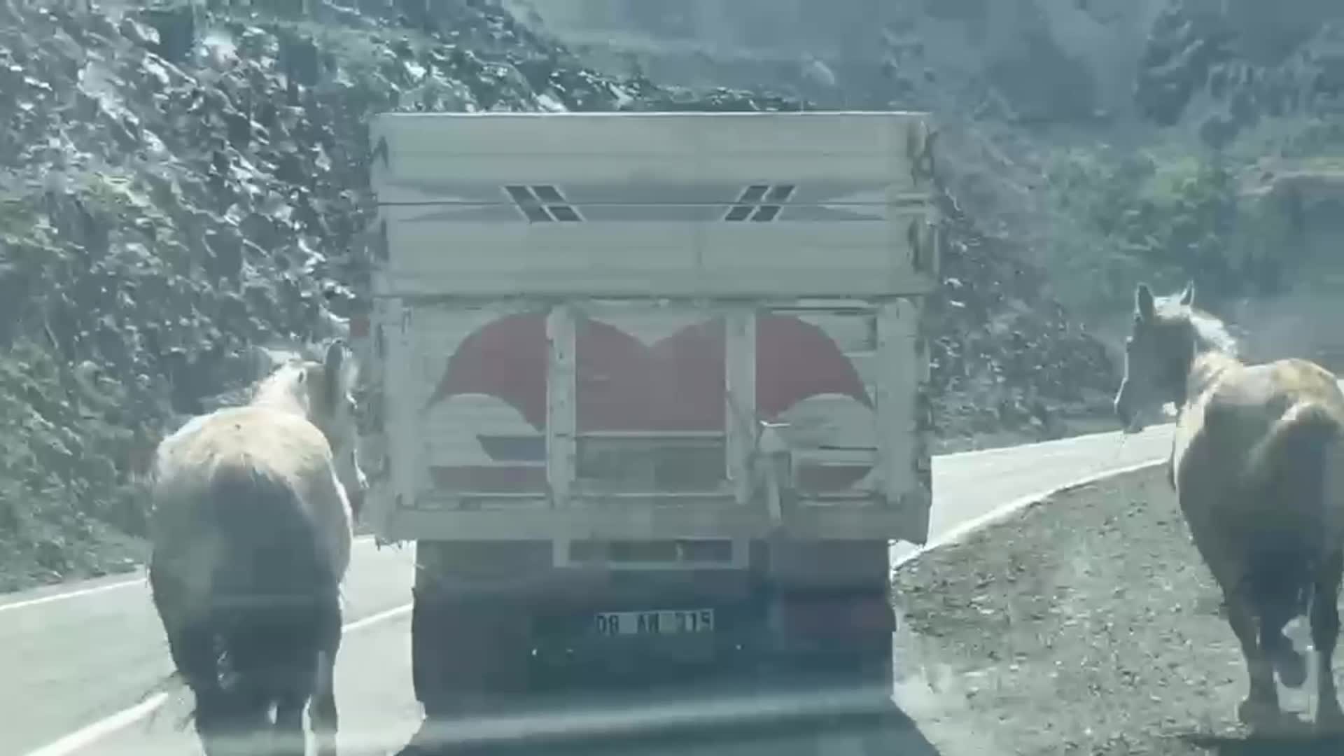 Artvin-Ardahan karayolunda kamyon iki atı arkasına bağlayarak seyretti