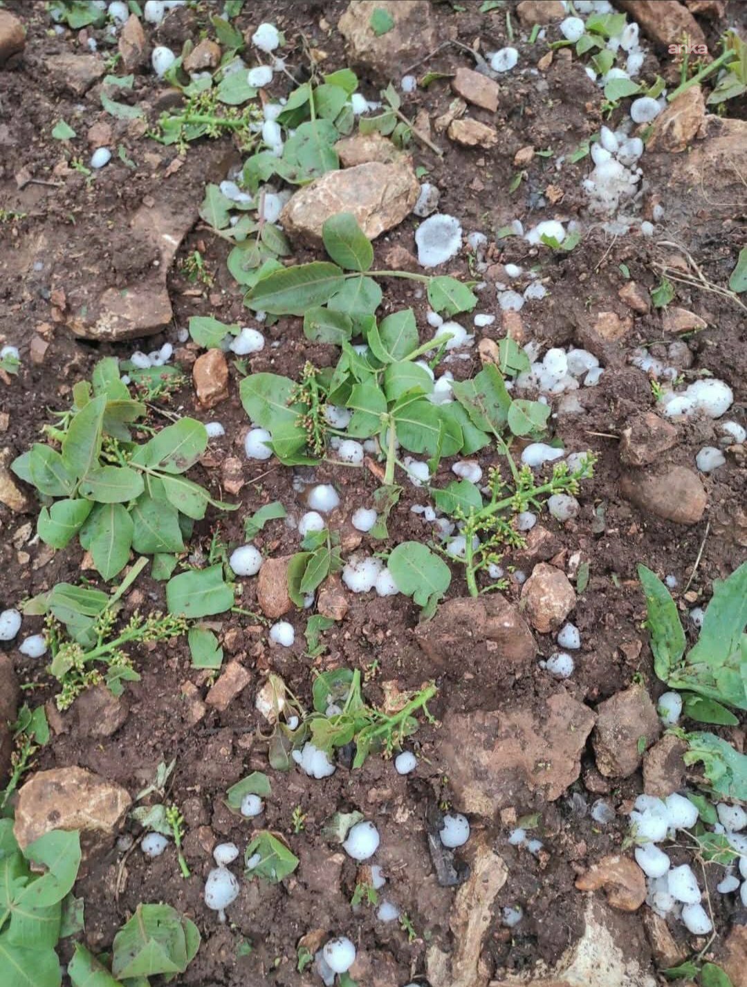 Gaziantep’te fırtına ve dolu fıstık ve zeytin bahçelerinde zarara neden oldu