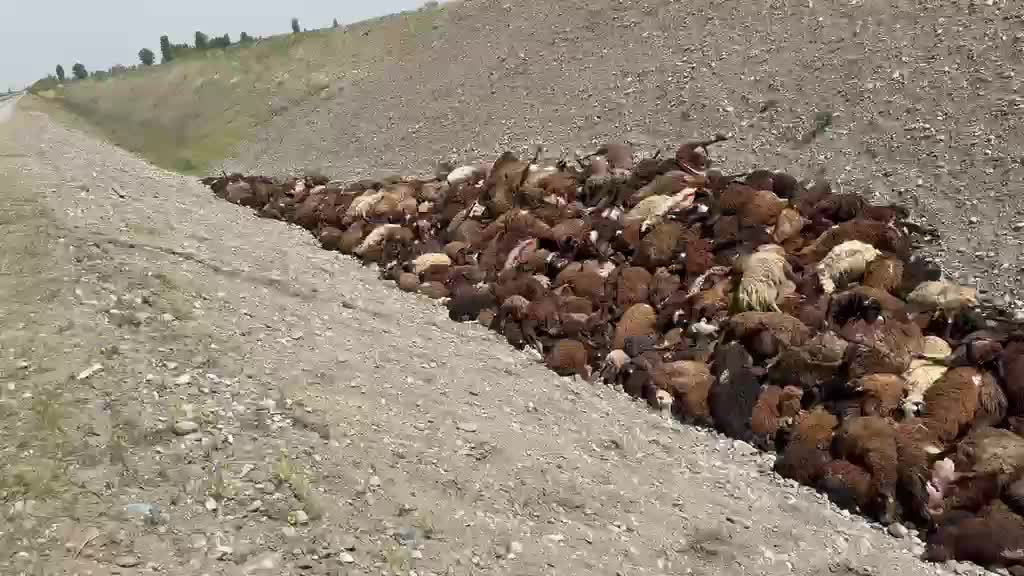 Iğdır'da arı saldırısından kaçan koyunlar birbirini ezdi: 400 koyun öldü, arıların soktuğu 5 kişi yaralandı