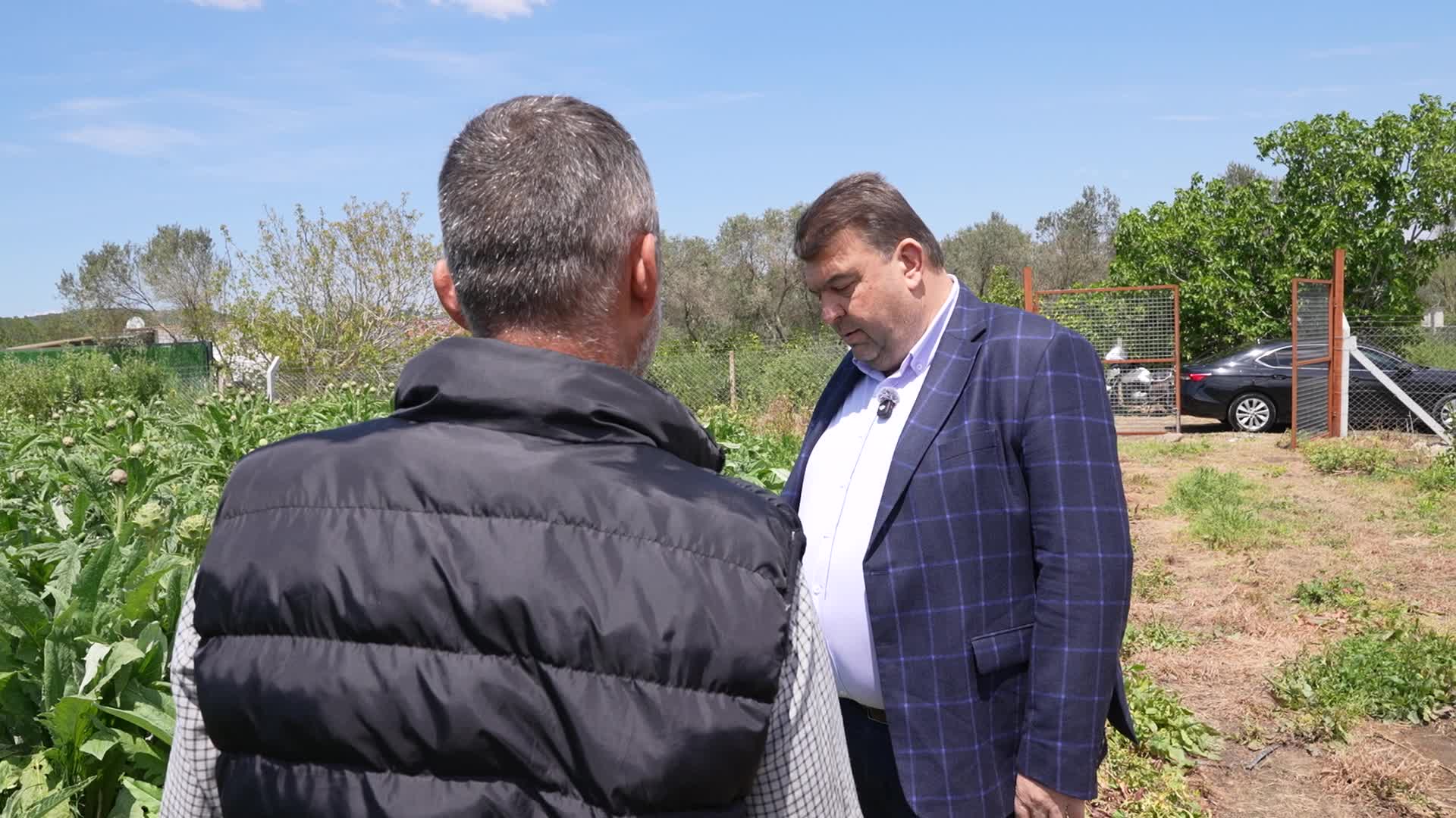 Seferihisar’ın bereketli topraklarında yetişen enginar için hasat sezonu başladı