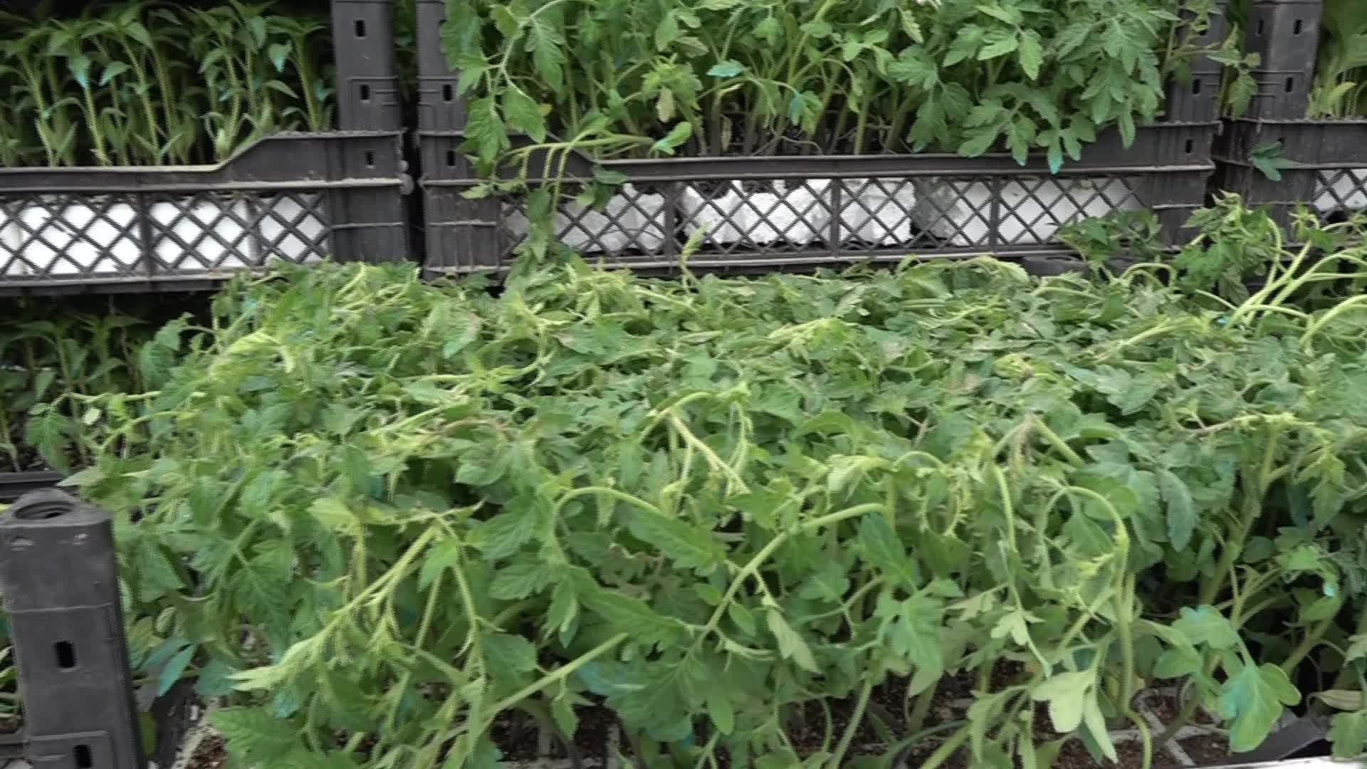 Bornova’dan üreticiye can suyu... 150 bin yazlık sebze fidesi dağıtıldı