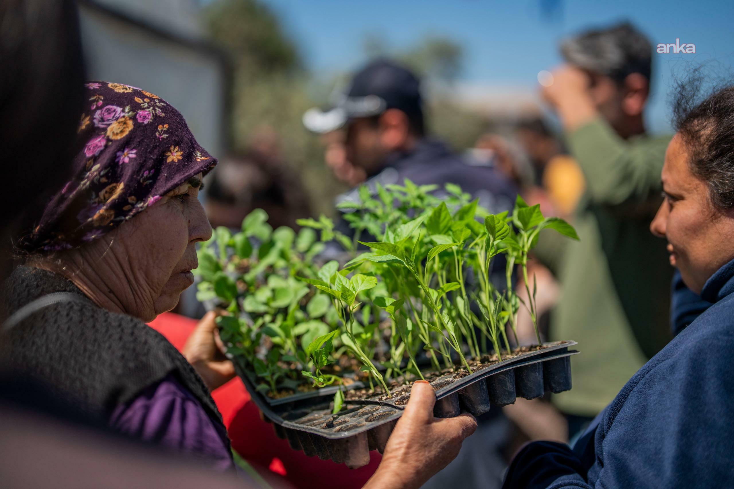 Milas Belediyesi’nden üreticilere sebze fidesi desteği