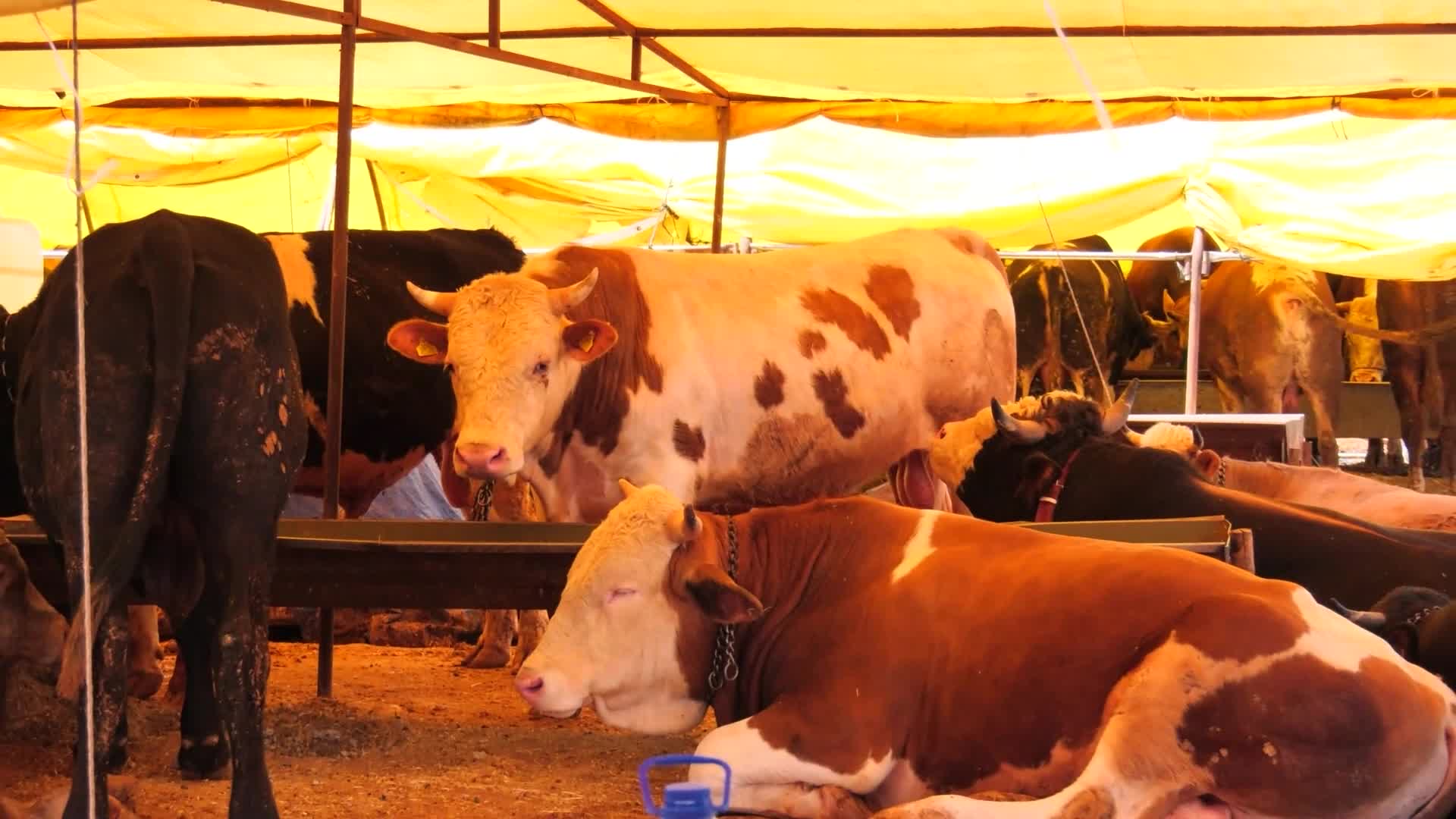 Ankara Büyükşehir Belediyesi'nden Kurban Bayramı öncesi koordinasyon toplantısı