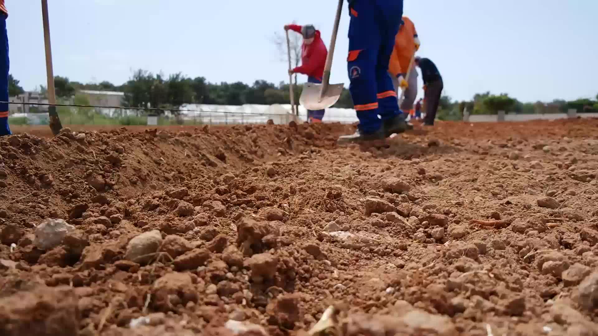 MURATPAŞA'DA OLASI GIDA SIKINTISINA KARŞI MISIR EKİMİ BAŞLADI