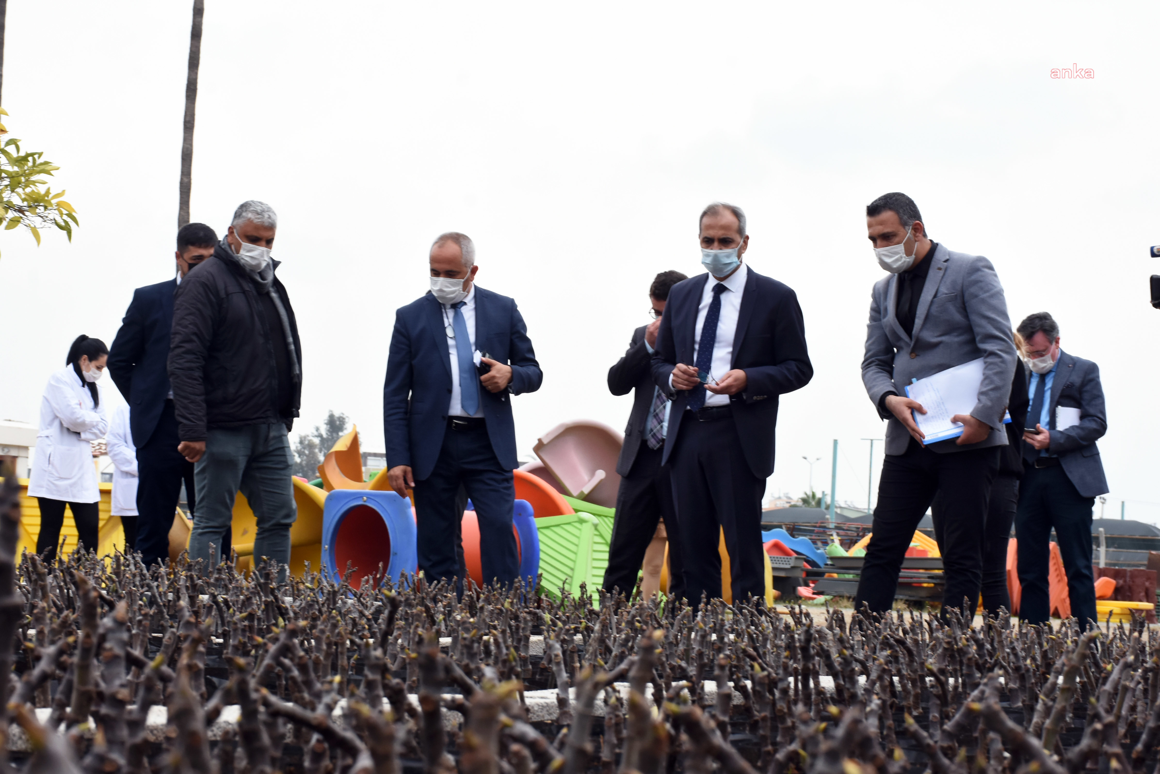 TARSUS BELEDİYESİ, ÜRETİCİYE ÜCRETSİZ 5 BİN ADET ZEYTİN VE 5 BİN ADET İNCİR FİDANI DAĞITACAK
