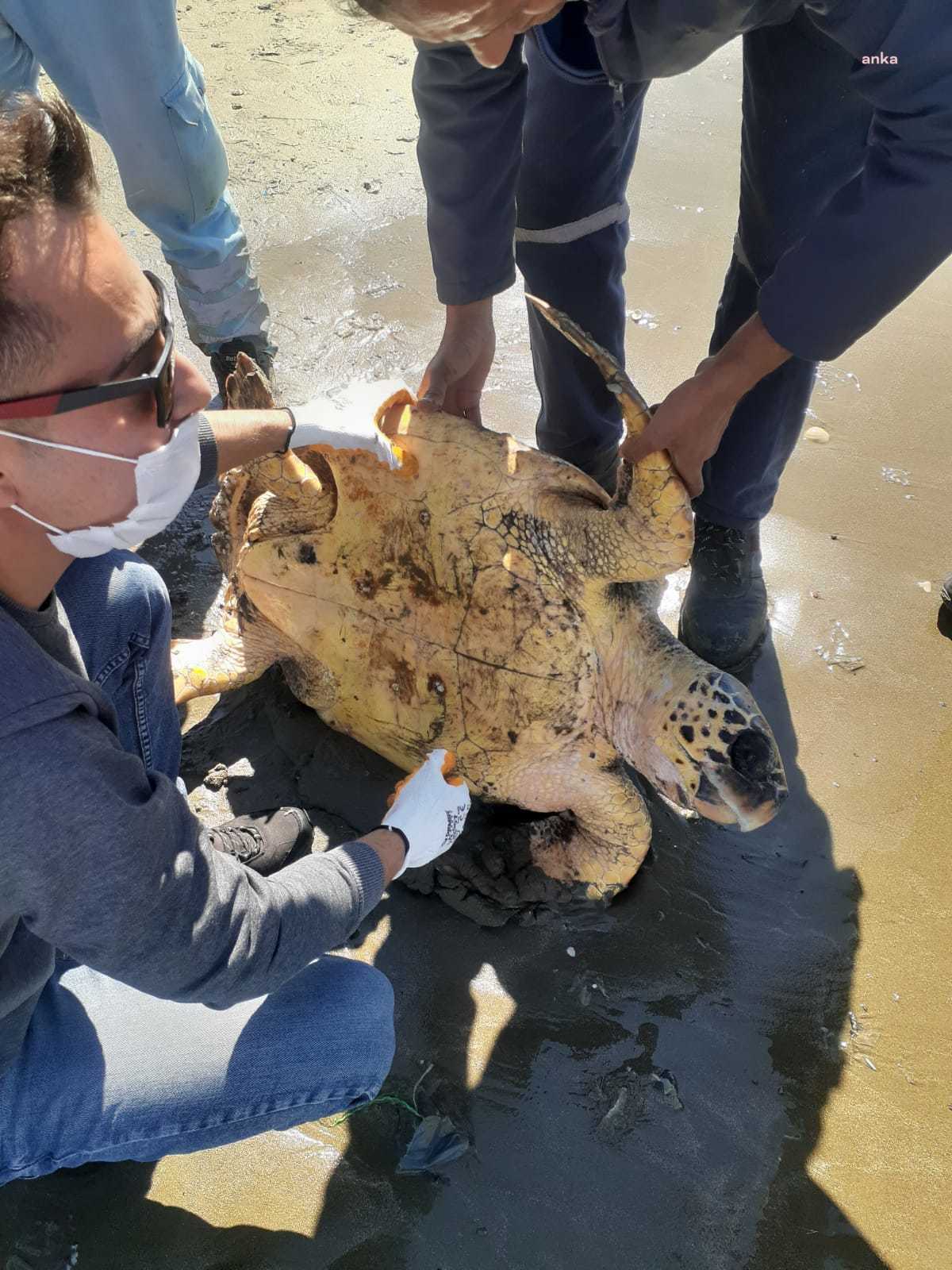 YARALI CARETTA CARETTA'YI ADANA BÜYÜKŞEHİR EKİPLERİ KURTARDI