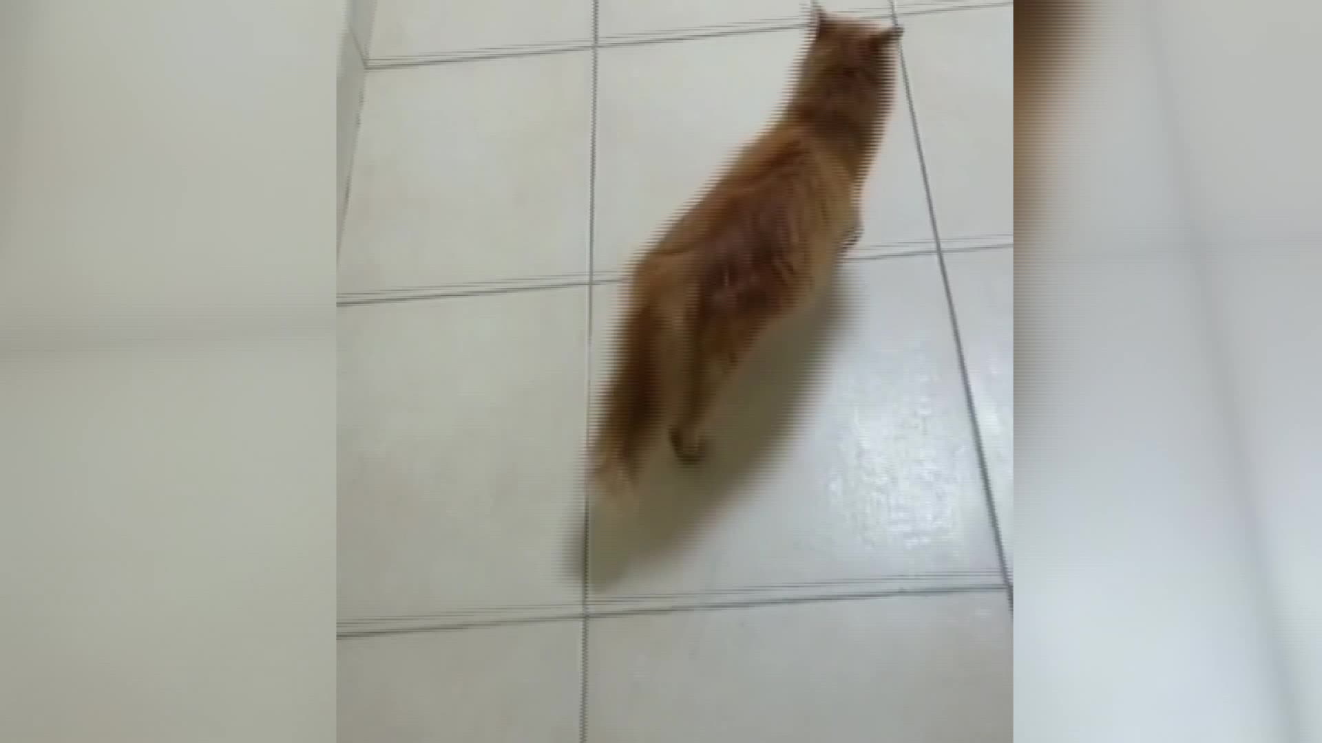 ANNE KEDİ, YAVRULARINI DOKTORA GÖTÜRDÜ