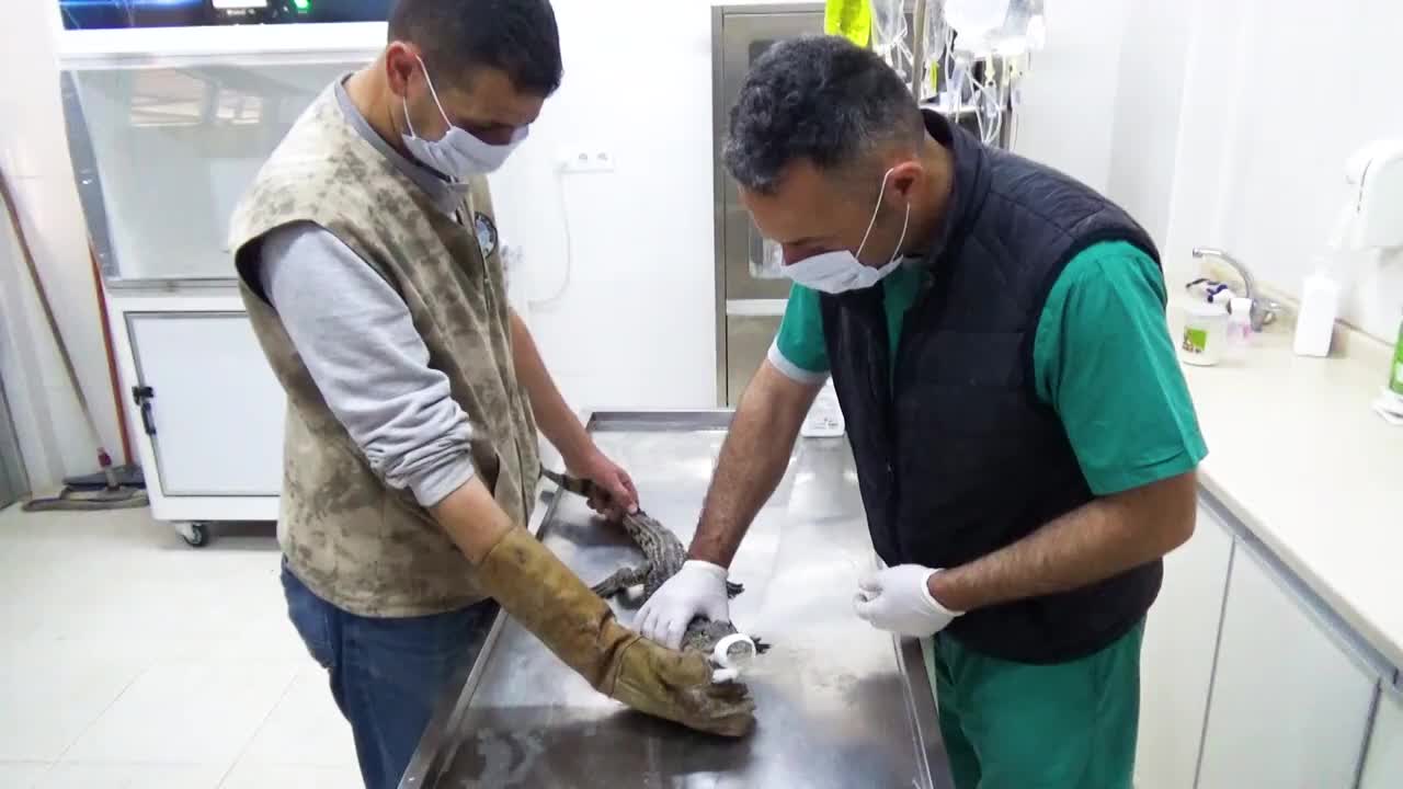 ADANA’DA BULUNAN TİMSAH, TARSUS DOĞA PARKI’NDA KORUMA ALTINA ALINDI