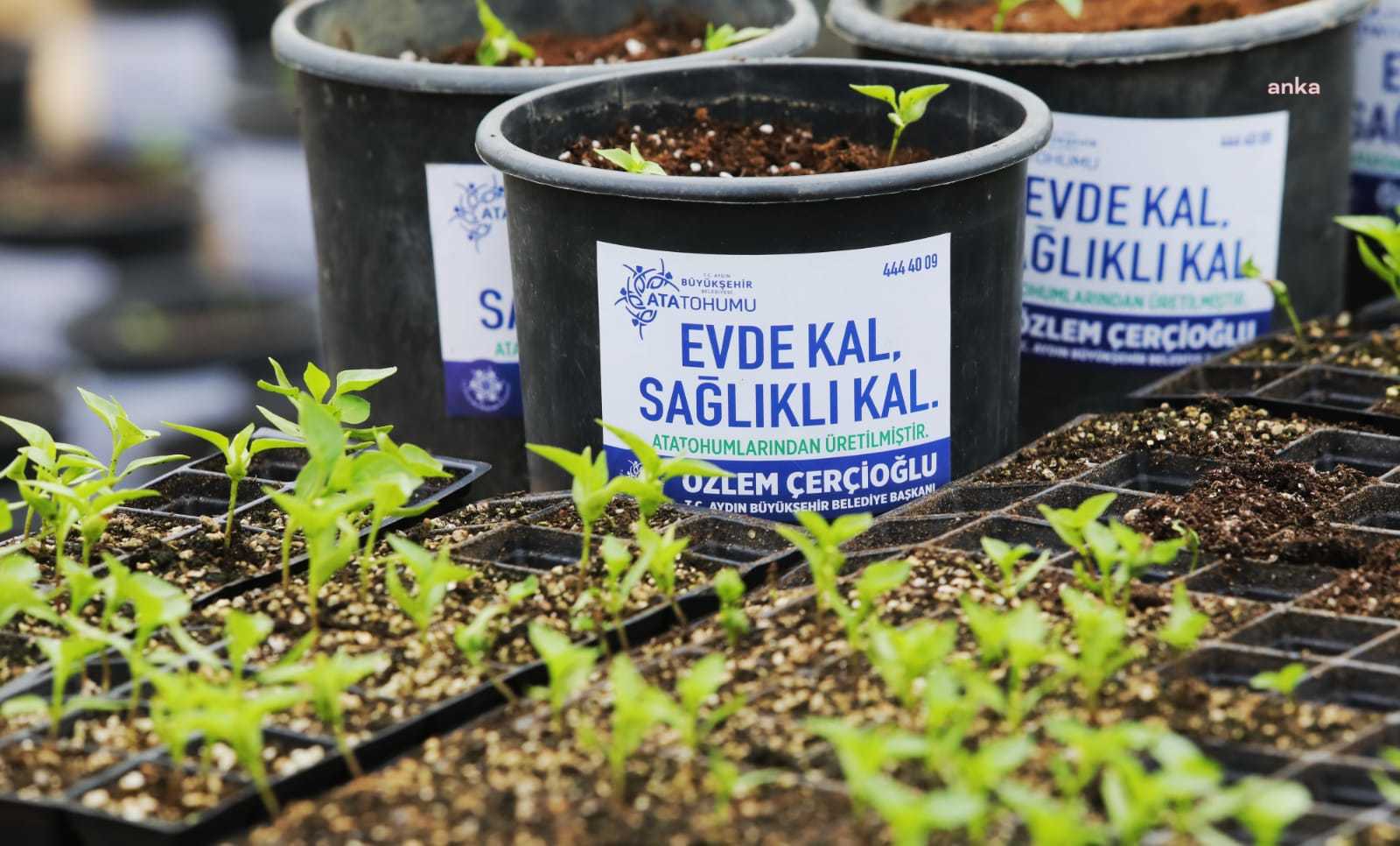 AYDIN BÜYÜKŞEHİR BELEDİYESİ, ATA TOHUMLARINI  TOPRAKLA BULUŞTURDU