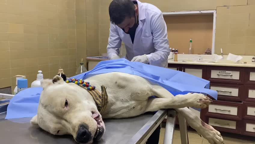 IĞDIR'DA PİTBULL KÖPEĞİNİ BIÇAKLADILAR