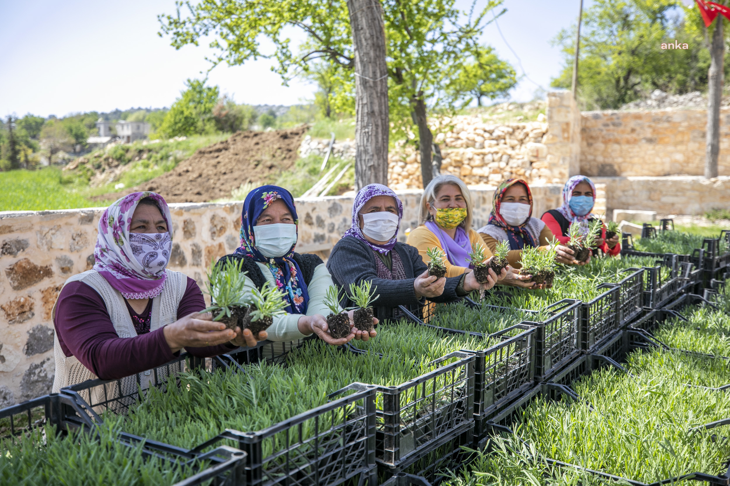 MERSİN BÜYÜKŞEHİR, SİLİFKELİ ÜRETİCİLERE 40 BİN LAVANTA FİDESİ VE 990 ALIÇ FİDANI DAĞITTI
