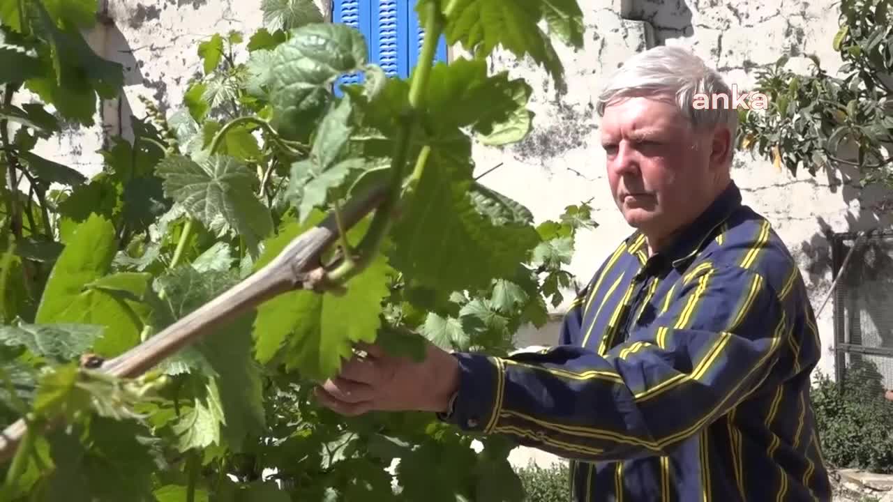 İNGİLİZ GAZETECİNİN TİRE AŞKI