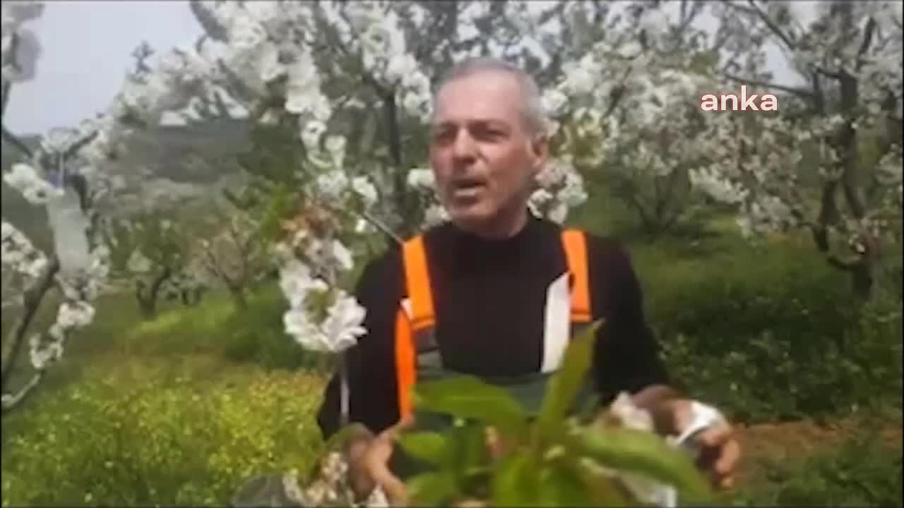 KİRAZ AĞAÇLARI ÇİÇEK AÇTI, ÜRETİCİ HEYECANLANDI