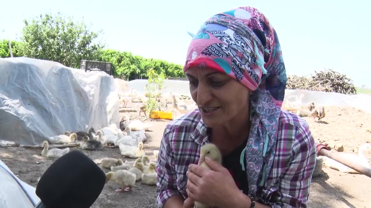 MERSİN BELEDİYESİ, 100 ÜRETİCİYE TOPLAM 10 BİN ADET KAZ DAĞITIMI İLE 50 TON YEM DESTEĞİNİ İÇEREN “KAZANÇ PROJESİ”Nİ BAŞLATTI