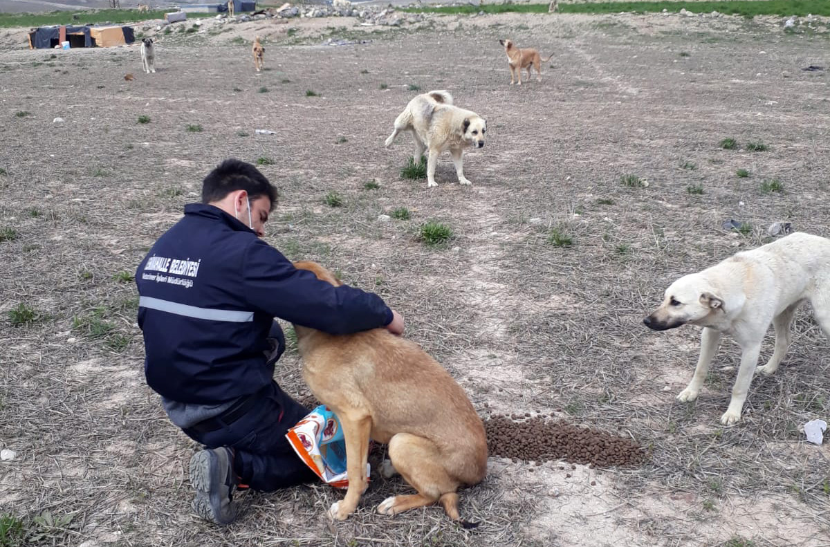 YENİMAHALLE'DE SOKAK HAYVANLARI DA UNUTULMADI