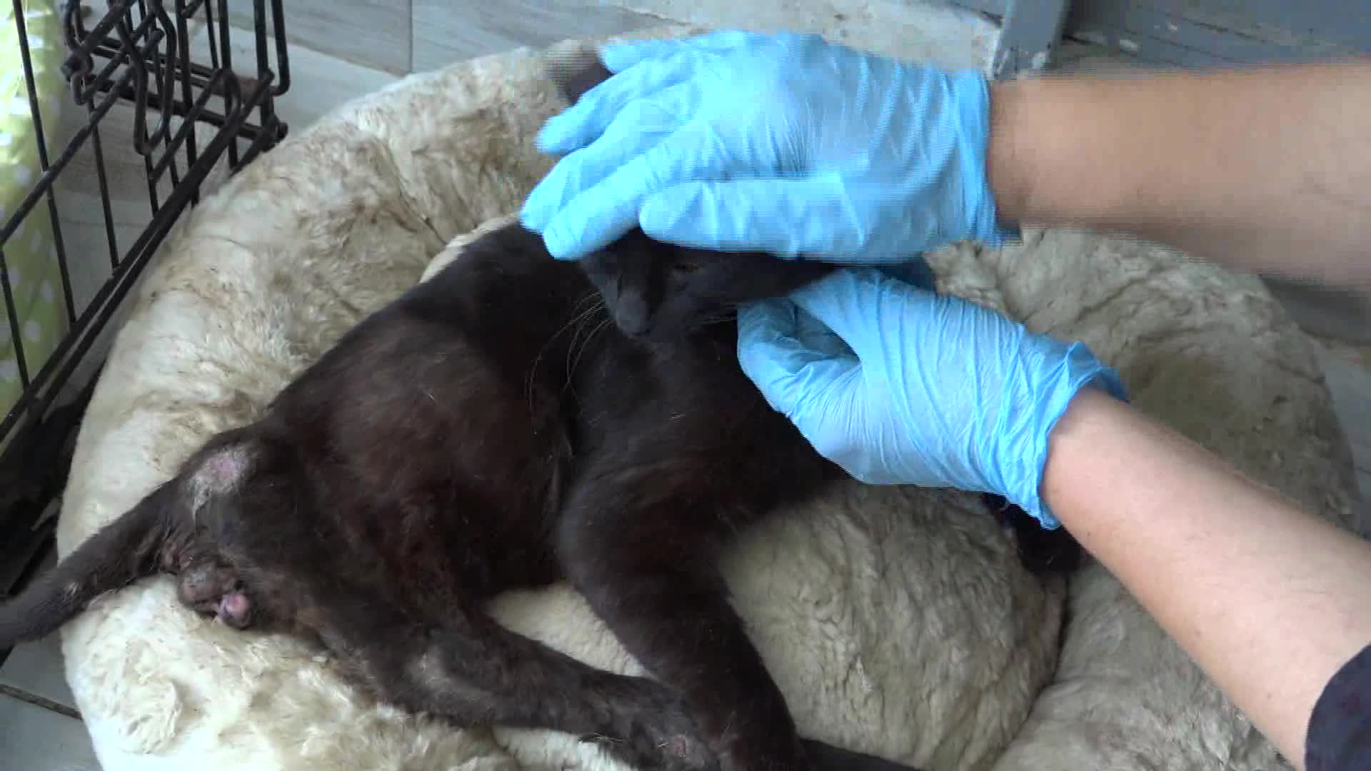 DEPREMDE ENKAZ ALTINDAN KURTARILAN KEDİ "BEYAZ", BUCA'YI ÇOK SEVDİ