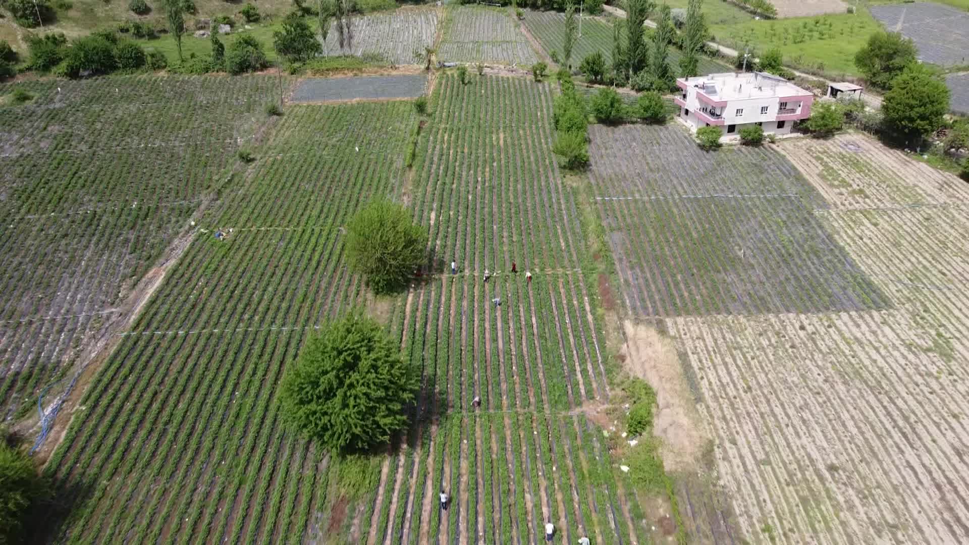 ÇİLEK HASADI BAŞLADI, ÜRETİCİSİ DERTLİ