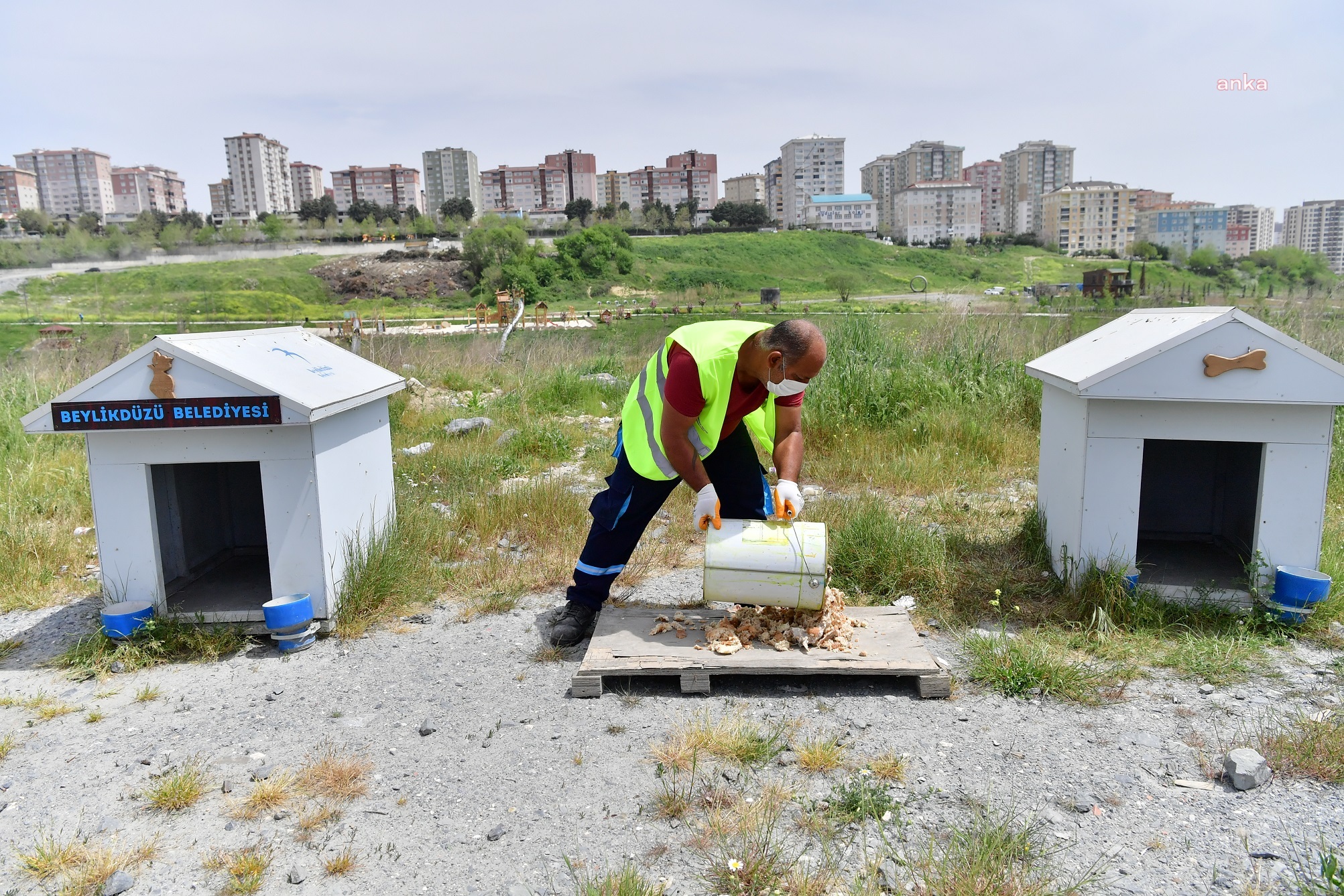 BEYLİKDÜZÜ BELEDİYESİ’NDEN SOKAK HAYVANLARI İÇİN GÜNDE 4 TON MAMA