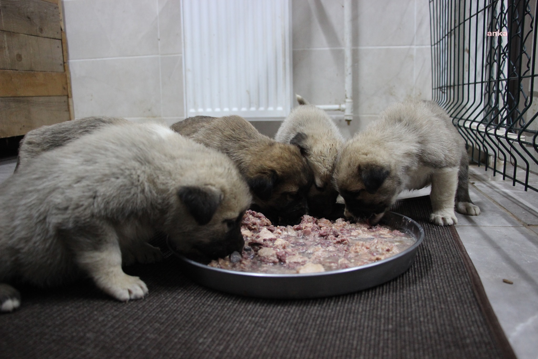 ARTVİN'DE ANNESİZ KALAN 7 KÖPEK YAVRUSU KORUMA ALTINA ALINDI