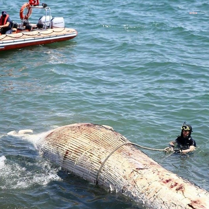 MERSİN’DE 14 METRE UZUNLUĞUNDA ÖLÜ BALİNA KIYIYA VURDU