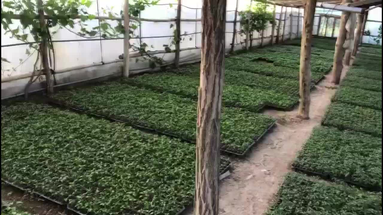 PAZAR YERLERİNİN KAPALI OLMASI FİDE ÜRETİCİLERİNİ DE MAĞDUR ETTİ