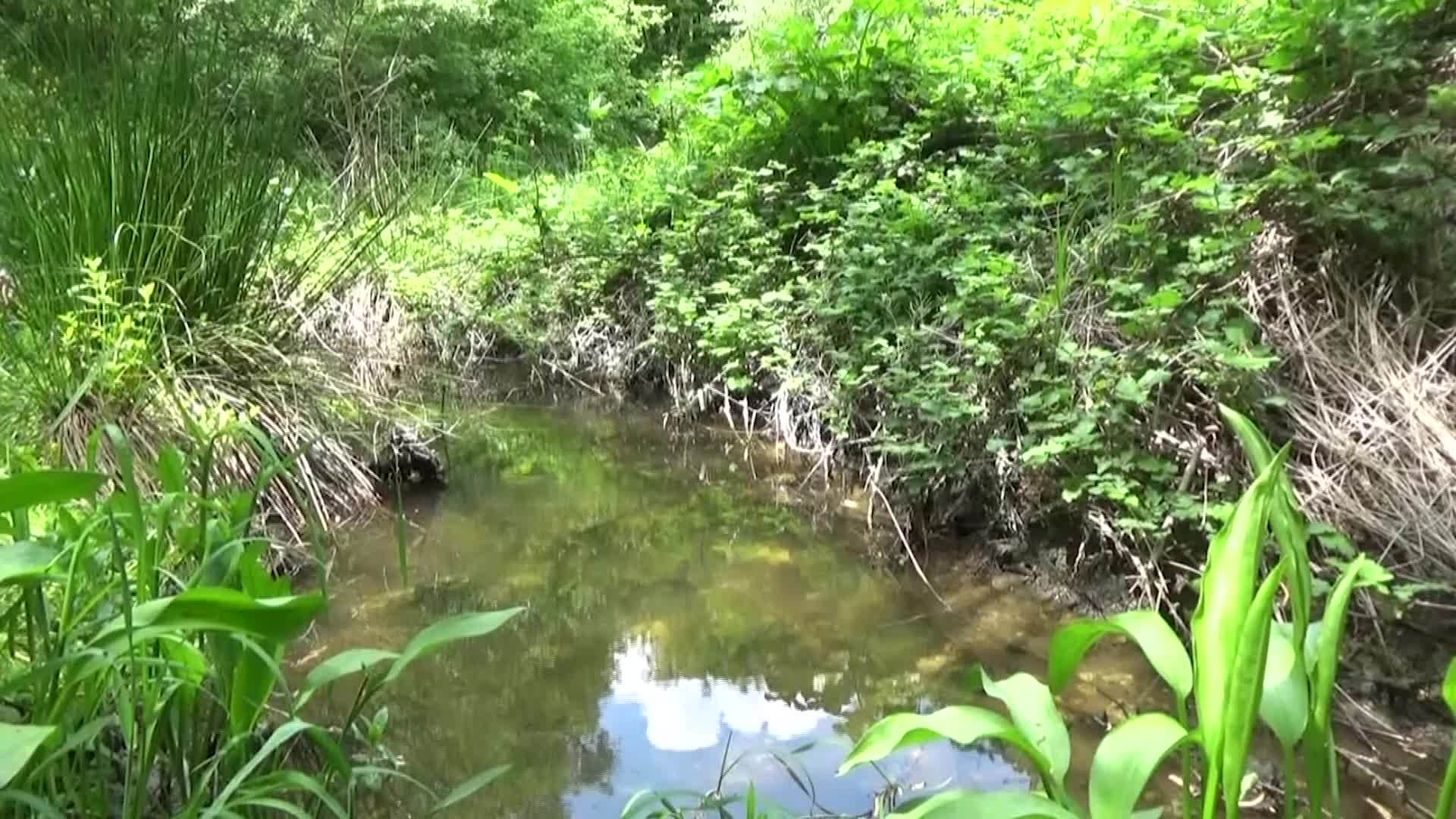 ERGENE NEHRİ, KAYNAĞINDAN 10 KİLOMETRE SONRA ZEHRE DÖNÜŞÜYOR