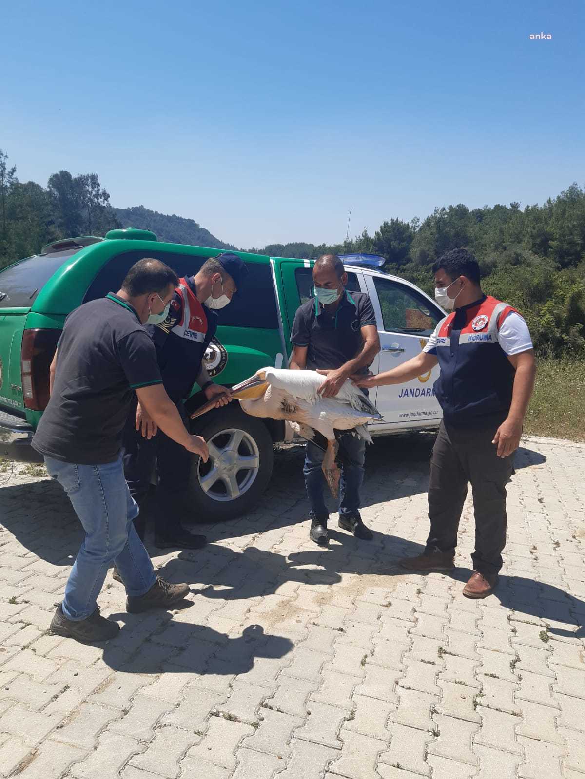 ADANA’DA YARALI PELİKAN KORUMA ALTINA ALINDI