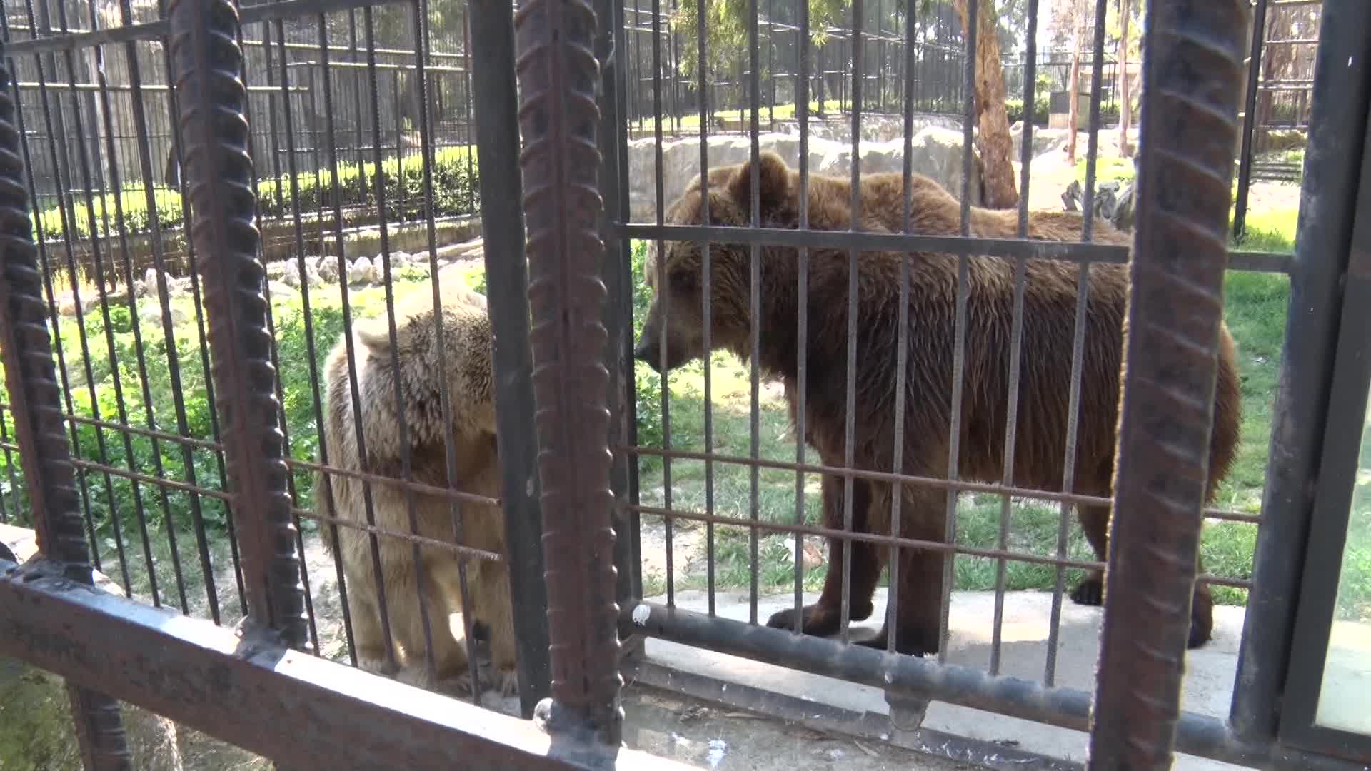 100 GÜNLÜK İKİ MİNİK BOZ AYI TARSUS DOĞA PARKI’NIN MASKOTU OLDU