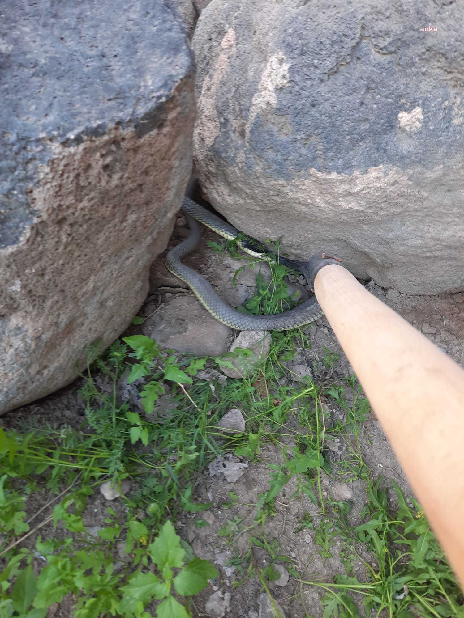 IĞDIR’DA BAHÇEYE GİREN YILAN DOĞAYA BIRAKILDI