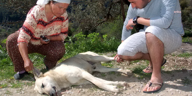 MİLAS’TA SAHİPLİ KÖPEKLER ZEHİRLENEREK ÖLDÜRÜLDÜ