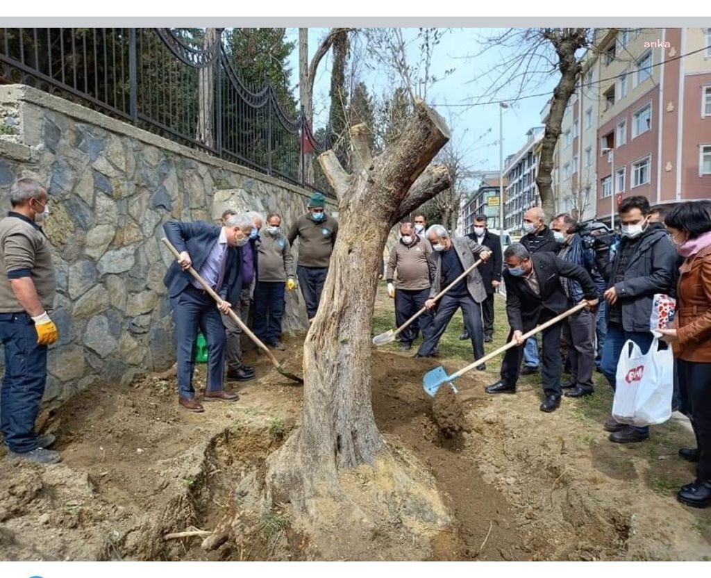 TÜNEL İNŞAATINDAN KURTARILAN ASIRLIK ZEYTİN AĞAÇLARI İSTANBUL'DA HAYAT BULDU
