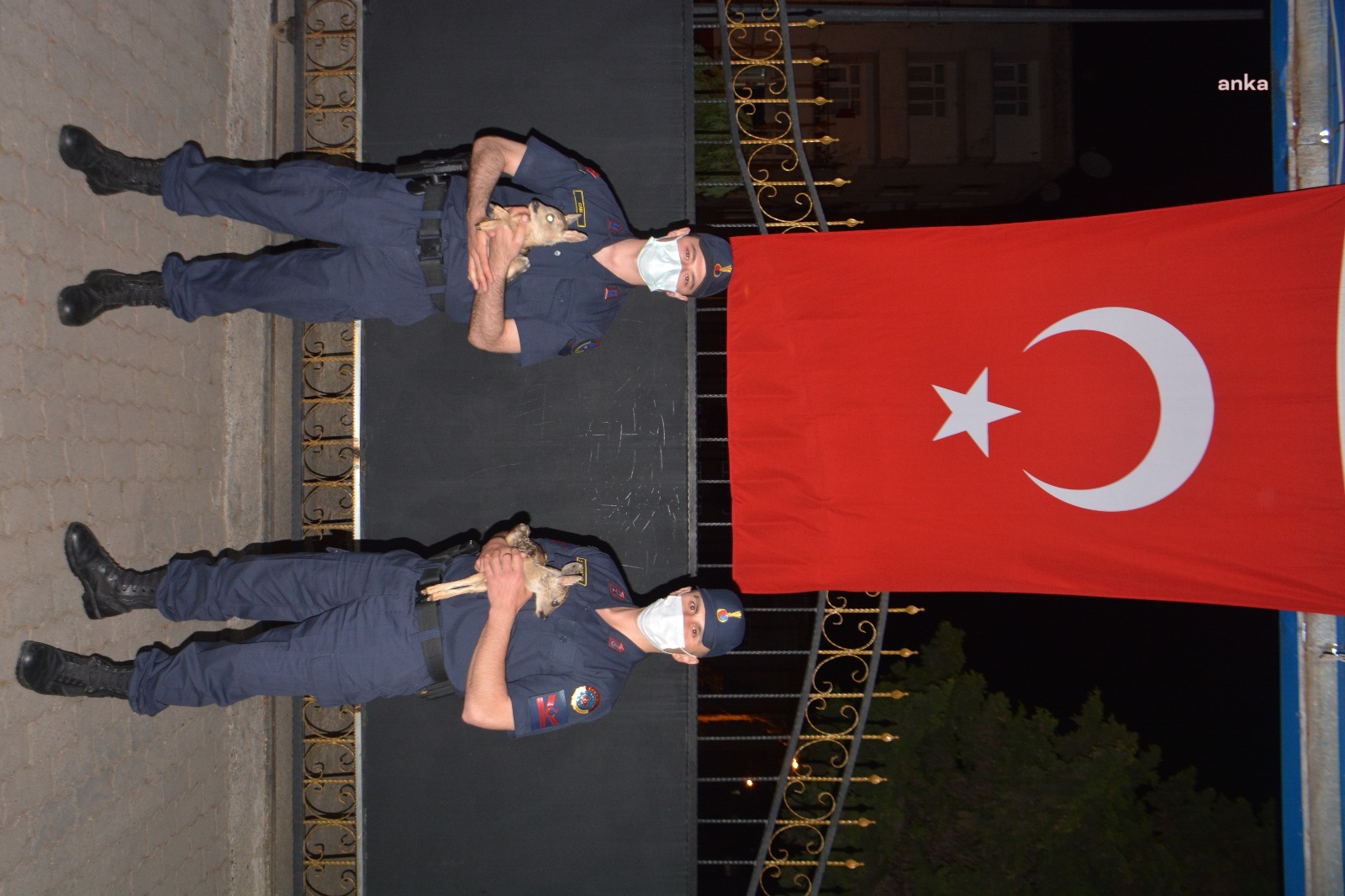 GİRESUN’DA İKİ KARACA YAVRUSU BULUNDU