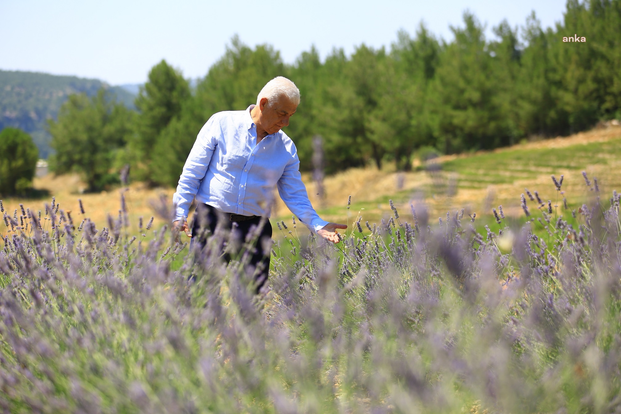 MUĞLA’DA BÜYÜKŞEHİR 97 BİN 599 AROMATİK BİTKİ DAĞITTI