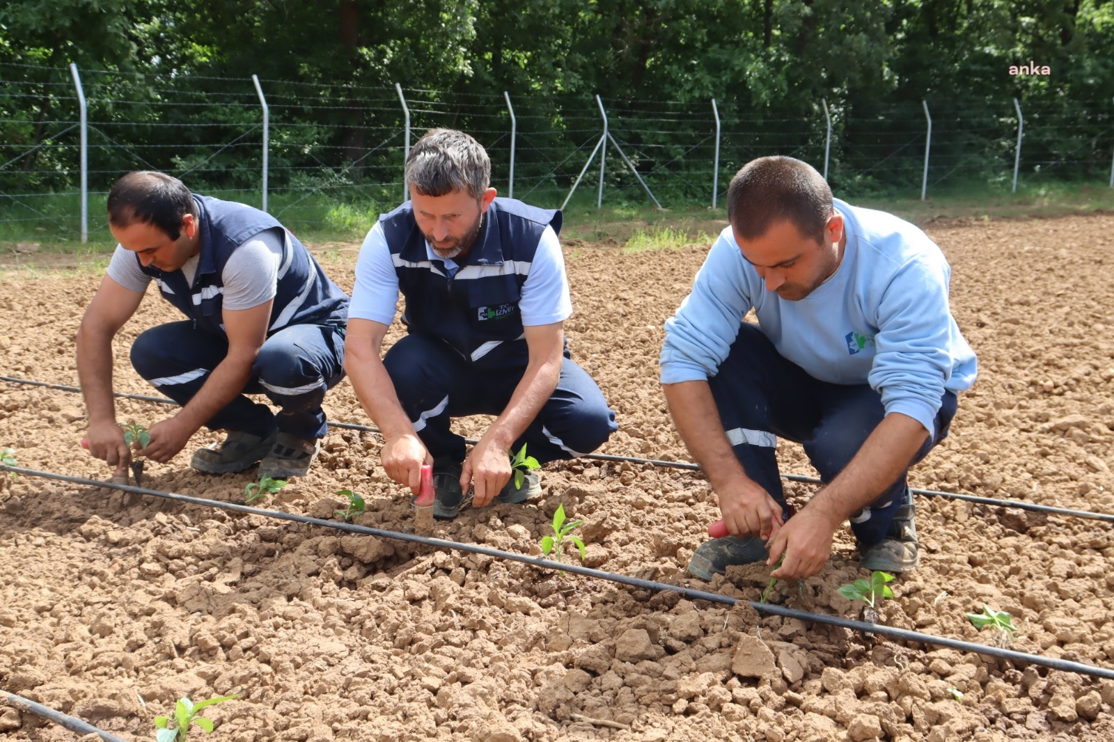 İZMİT BELEDİYESİ'NİN TARIMSAL ÜRETİM BAHÇESİ’NDE YAZLIK FİDELER DİKİLDİ