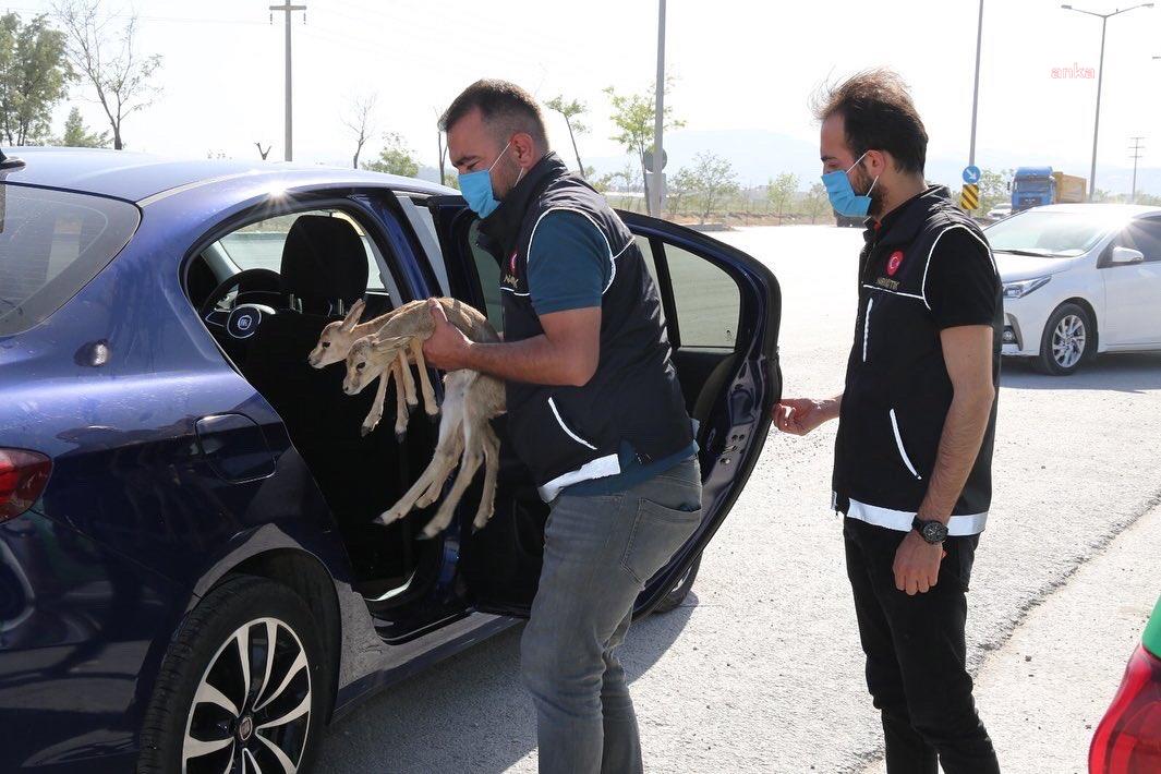 UYUŞTURUCU OPERASYONUNDA DURDURULAN ARAÇTA İKİ CEYLAN YAVRUSU BULUNDU