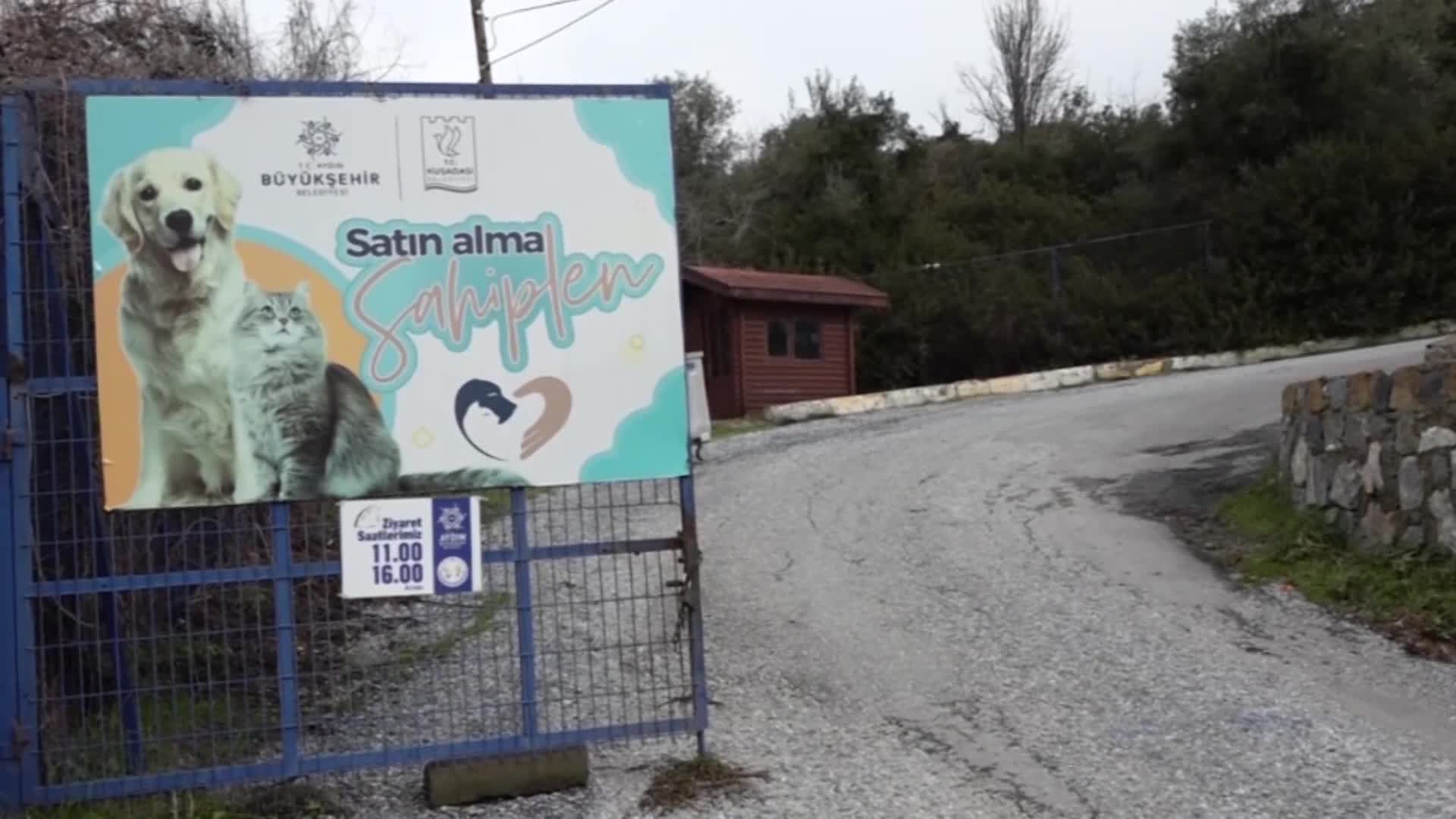 KUŞADASI'NDA HAYBULANS DEVREDE: 903 SOKAK HAYVANI SAĞLIĞINA KAVUŞTURULDU