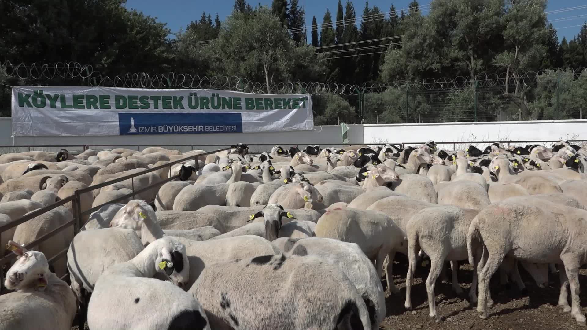 İZMİR BÜYÜKŞEHİR HAYVANCILIĞA DESTEĞİNİ SÜRDÜRÜYOR