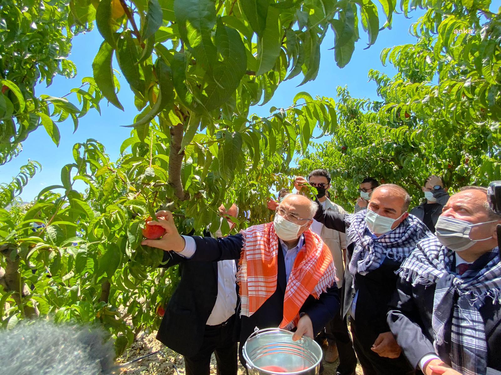 ŞEFTALİ İHRACATI PANDEMİDE REKOR KIRDI