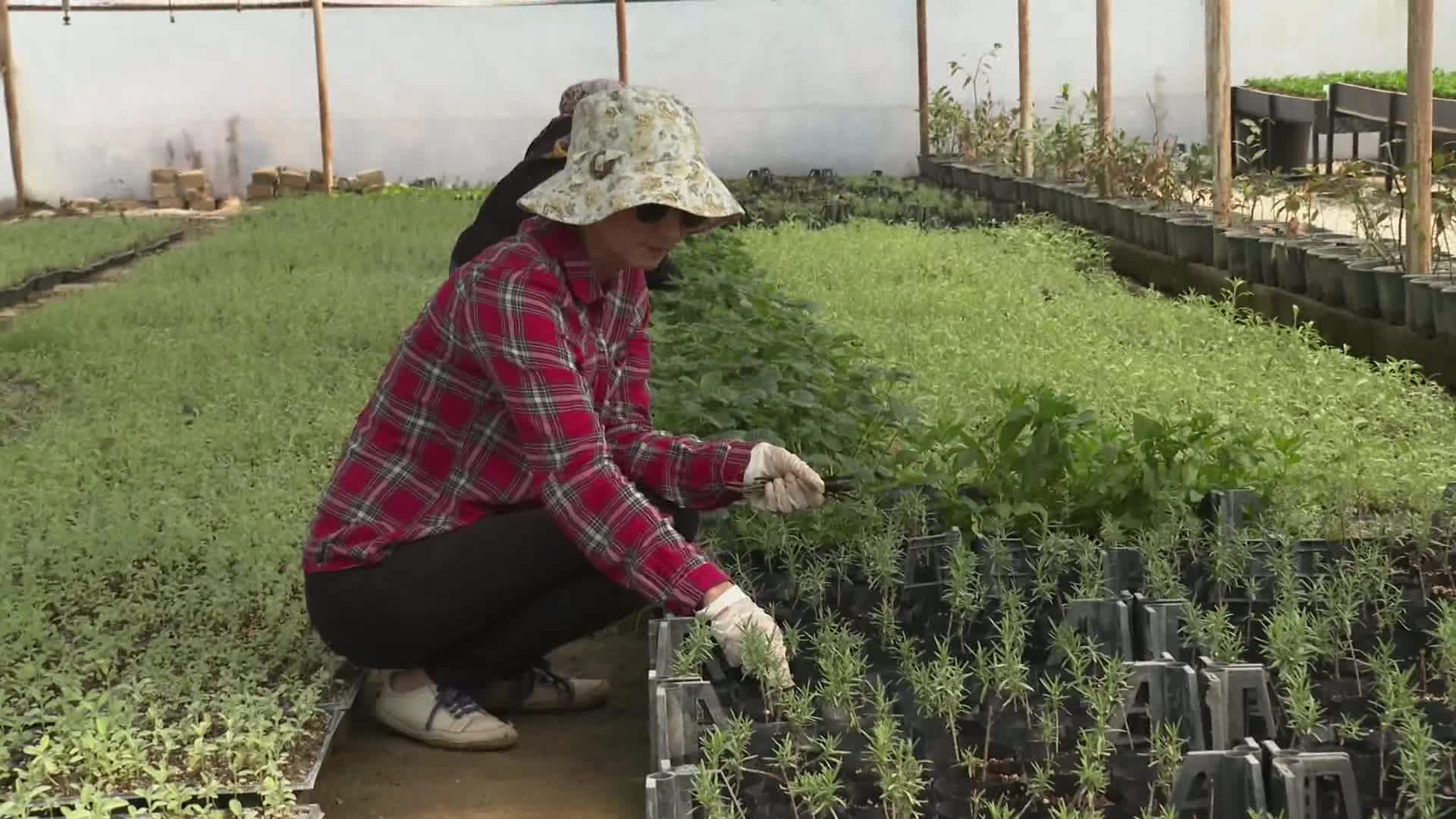 ANTALYA BÜYÜKŞEHİR, ÇİFTÇİYE DESTEK İÇİN TIBBİ VE AROMATİK BİTKİ ÜRETİYOR