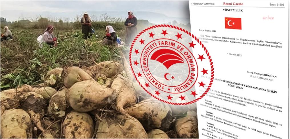 TARIM BAKANLIĞI: NİŞASTA BAZLI ŞEKER KOTASI YÜZDE 5'E ÇIKARILMADI