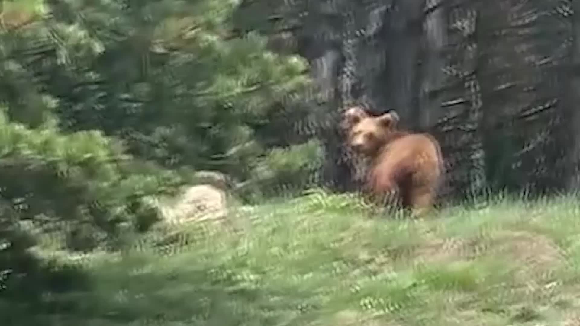 BOLU GEREDE’DE AYI YAVRULARI YERLEŞİM YERLERİNE İNİYOR