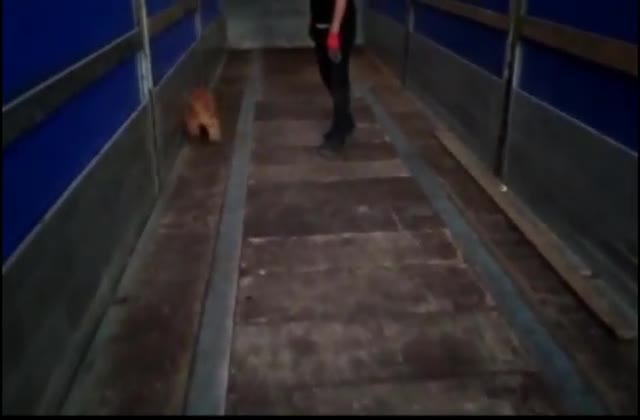 İSTANBUL'DA 56 KİLO 780 GRAM HİNT KENEVİRİ ELE GEÇİRİLDİ